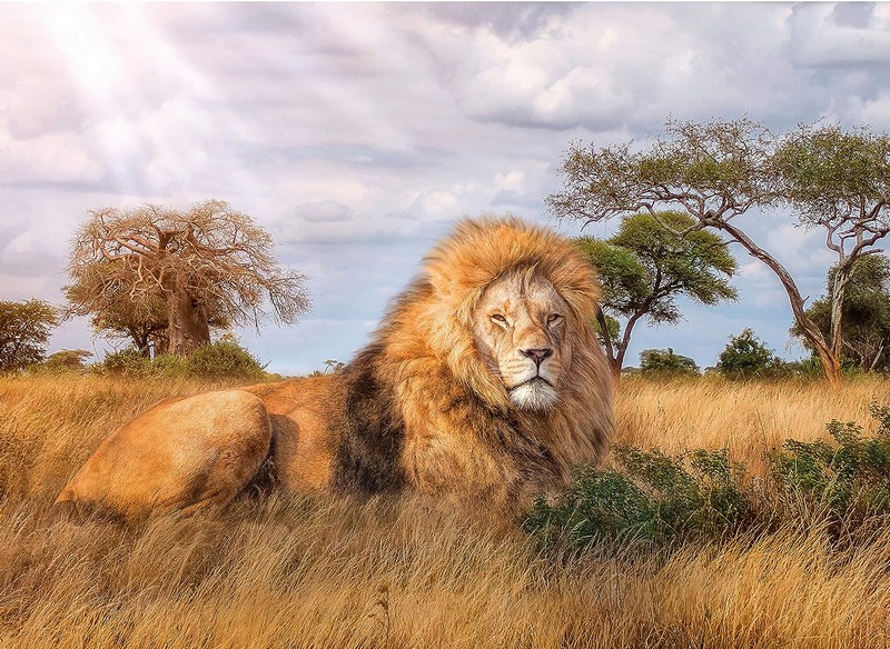 Clementoni Puzzle 1000 db HQC - The King