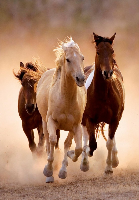 Clementoni Puzzle 1000 db HQC - Running Horses (kompakt doboz)